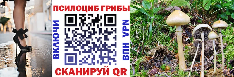 Псилоцибиновые грибы Cubensis Карпинск
